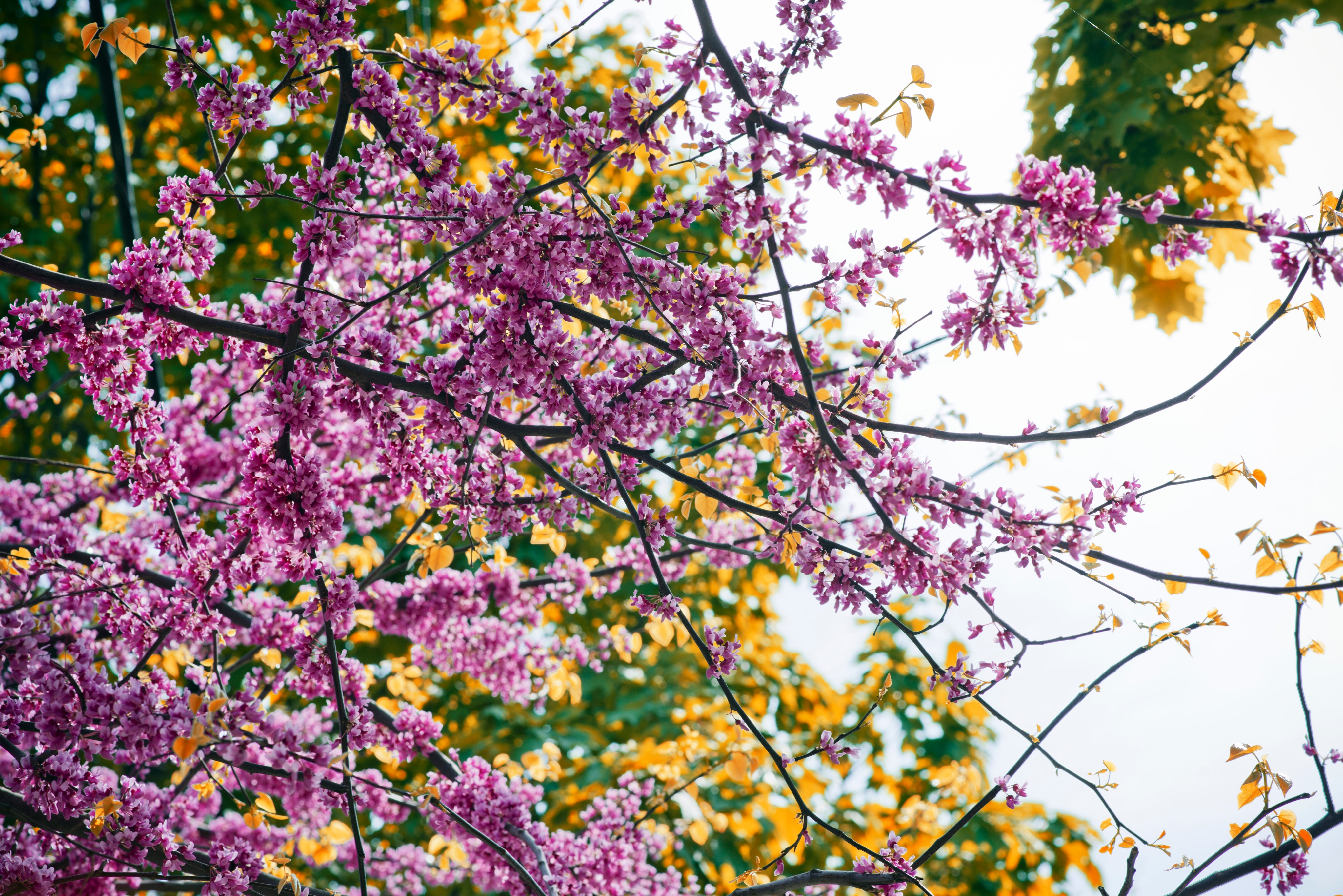 bright-fuschia-spring-blossoms.jpg